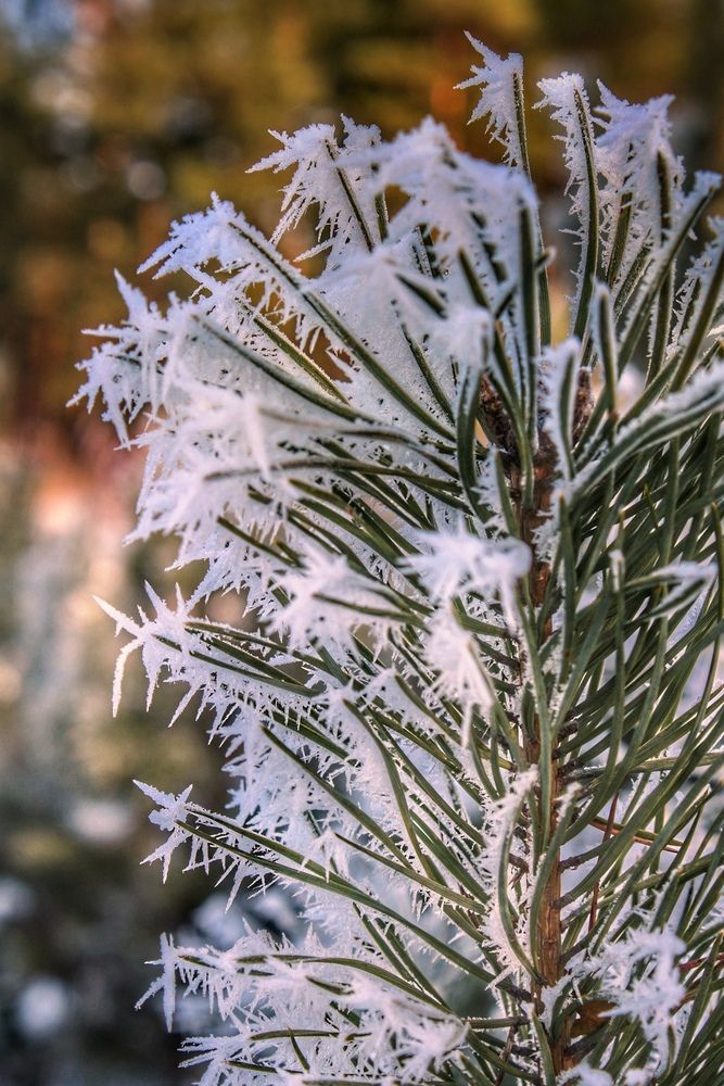 Photograph by Татьяна Бравая