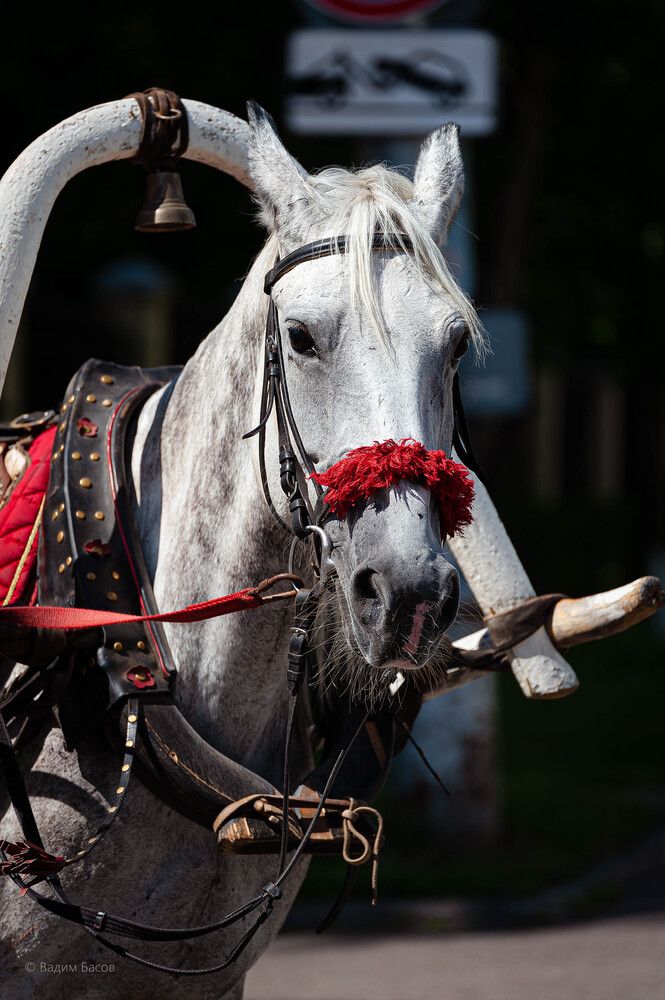 Фотография автора Вадим Басов
