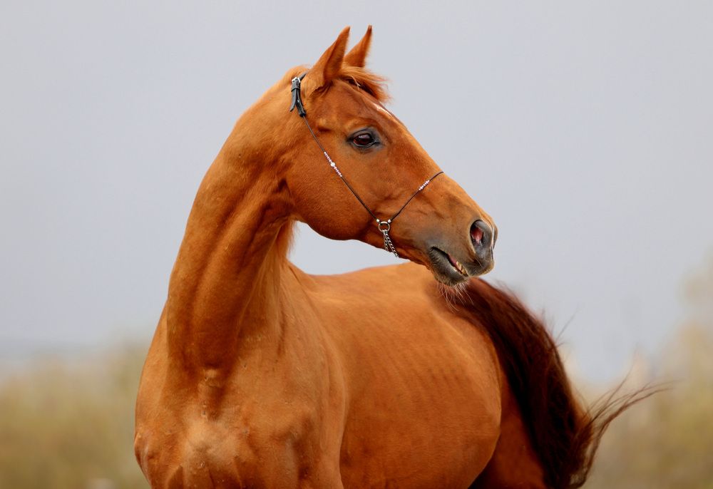 Photograph by Галина Волкова