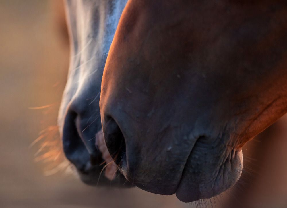 Photograph by Yulia  Maximova