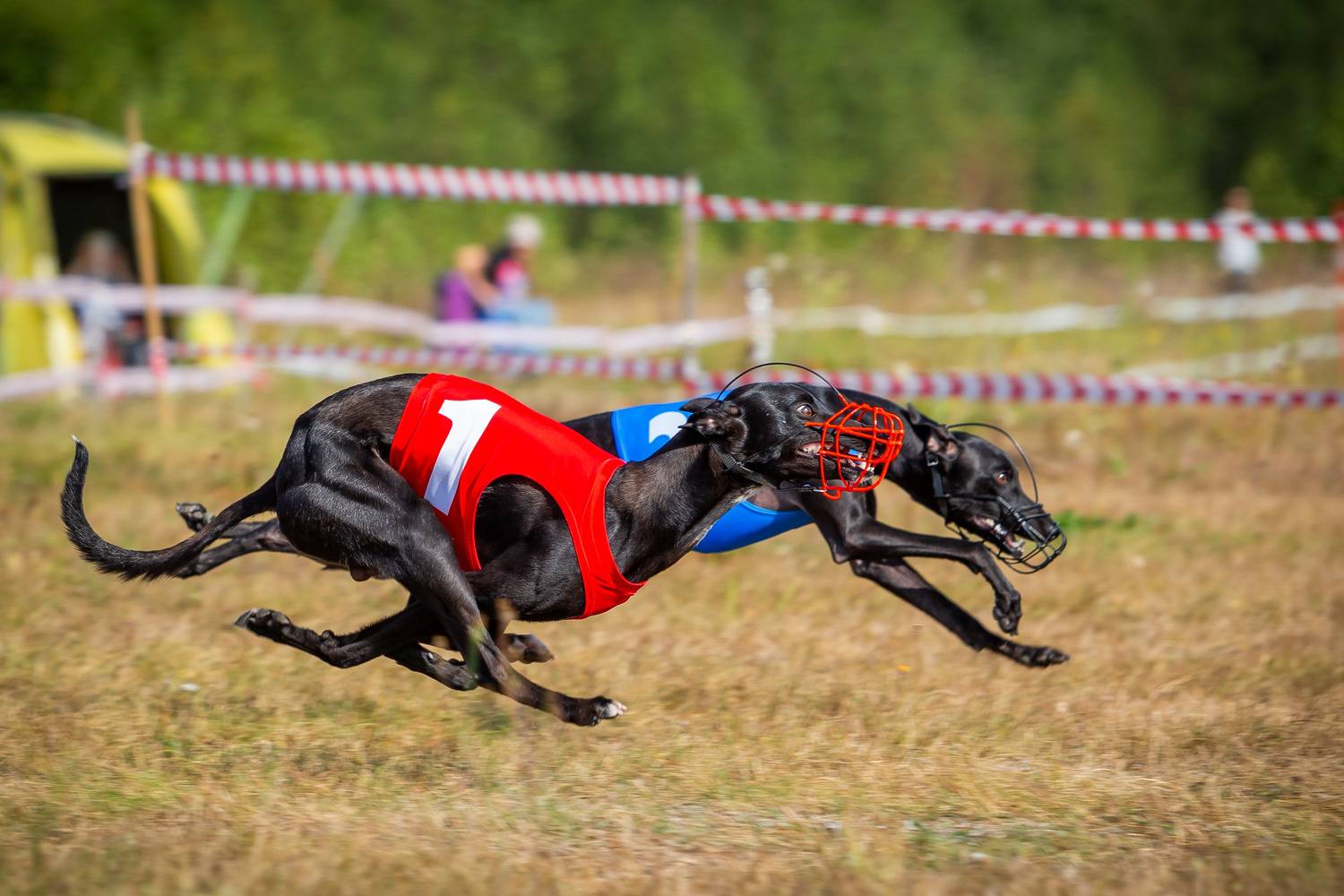 Photo #13028866