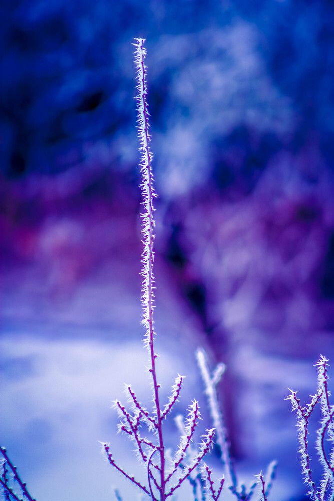 Photograph by Consuelo Sand