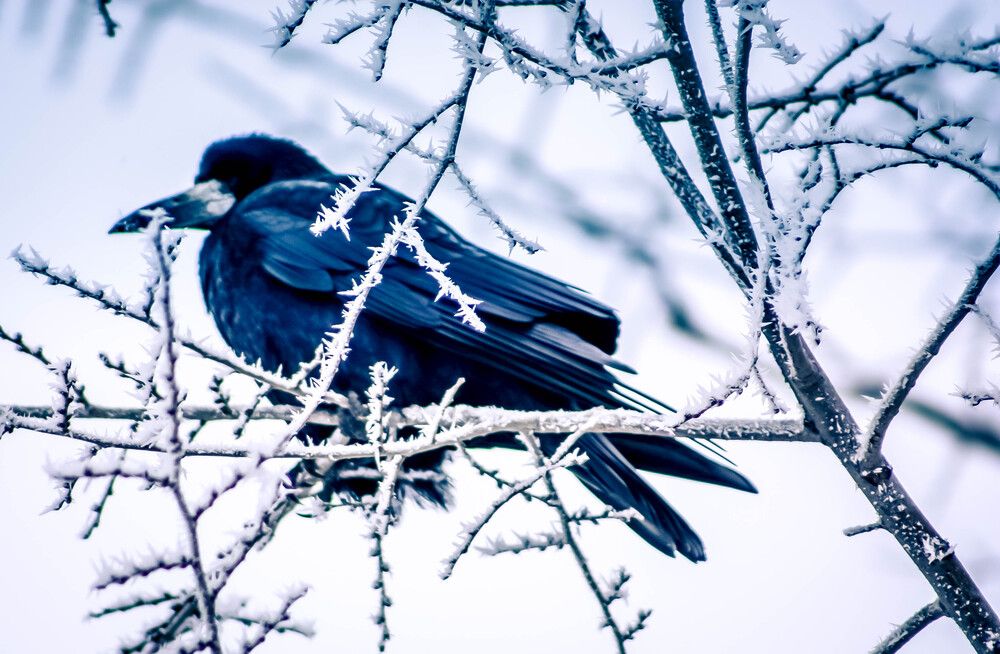 Photograph by Consuelo Sand