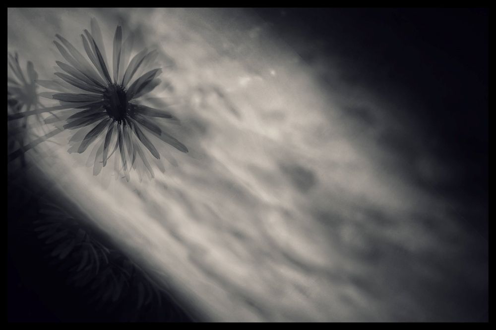 Dream flower