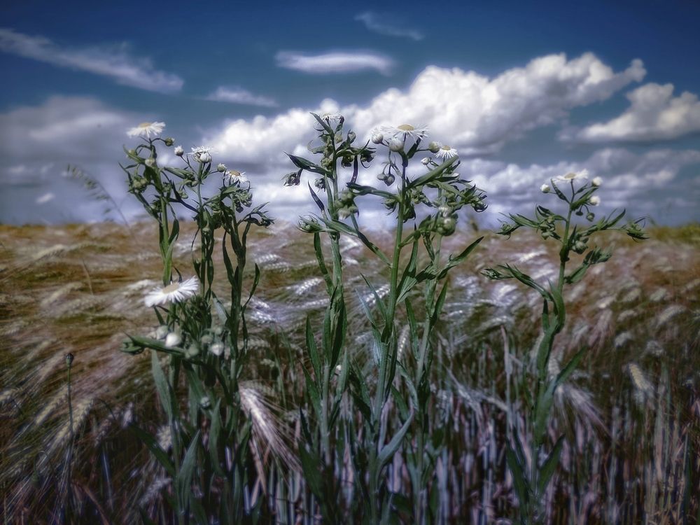 Summer symphony