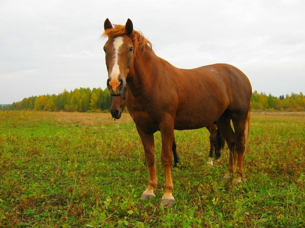 Photo #13029374