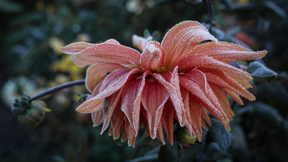 Георгин в инее