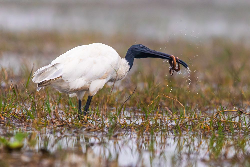 Noodle diet for Black-headed Ibis