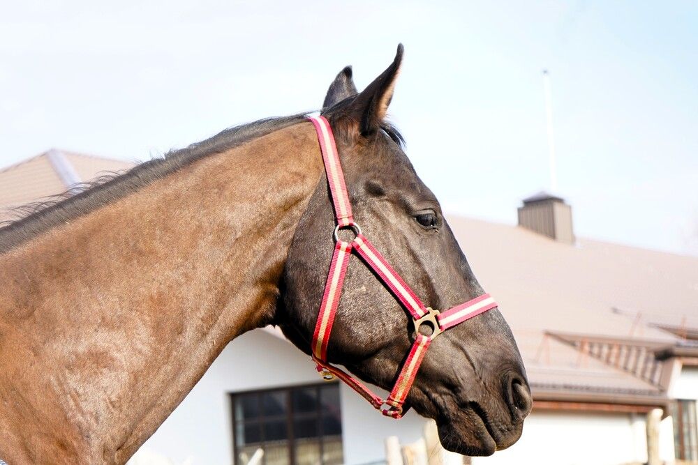 Photograph by jelena konickaja