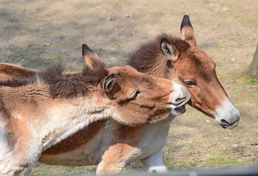 Фотография автора Vladimir Bragilevsky