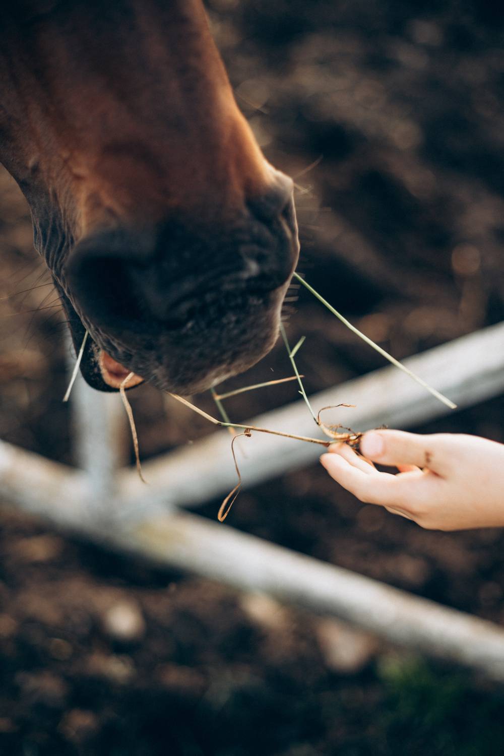 Фотография #13029997