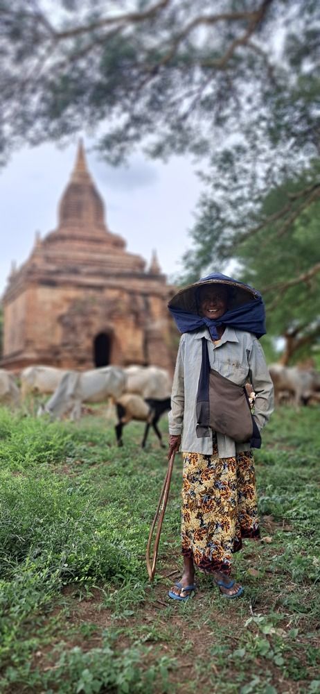 Cowherd in millenial Bagan