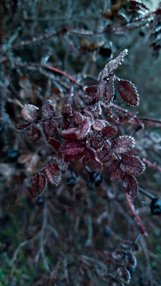 Photograph by Ника Ничай