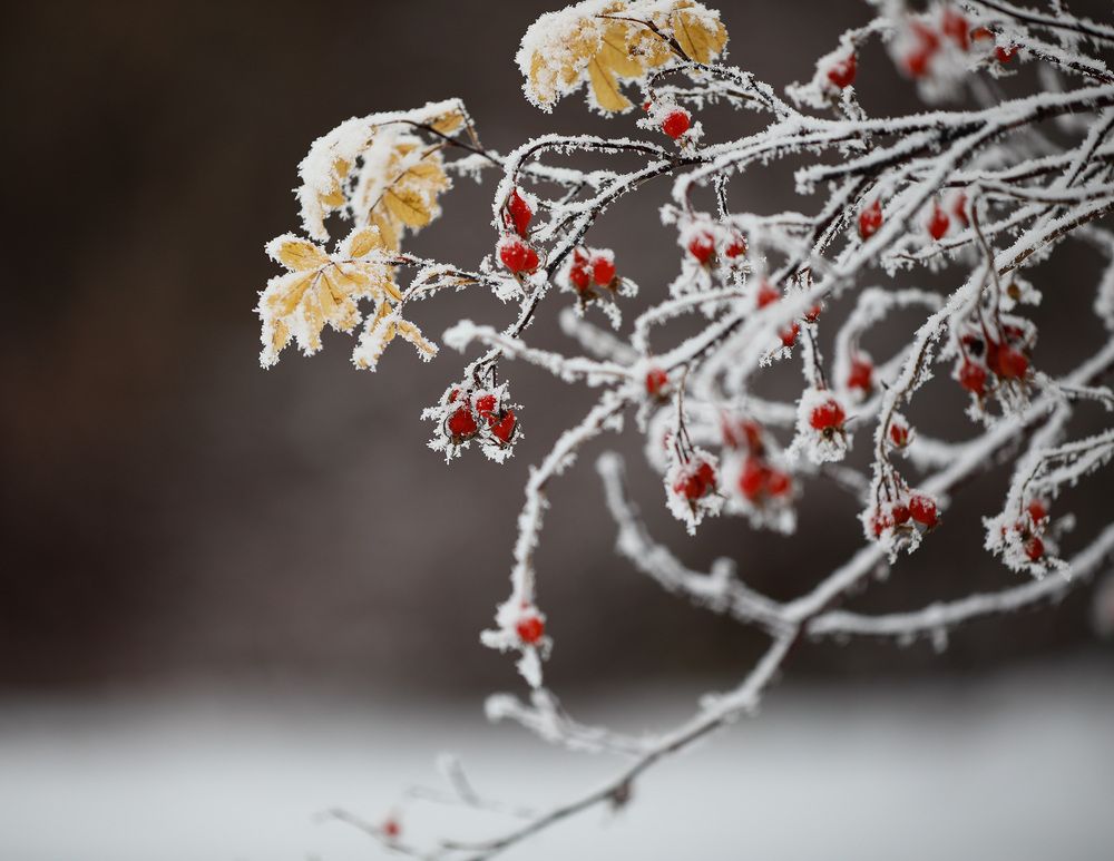 Rose hips in frost..