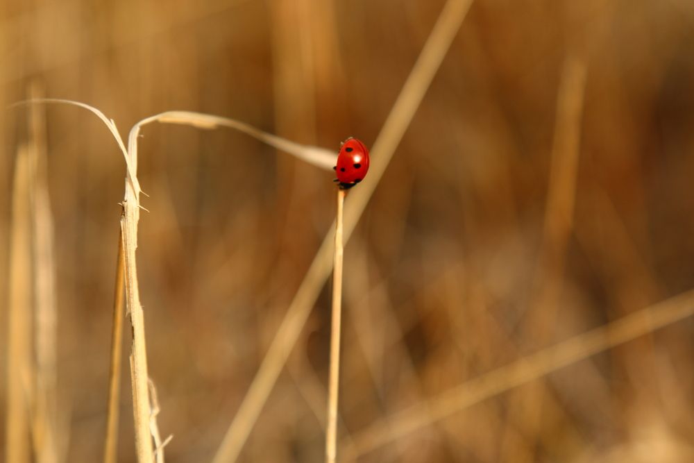 Фотография автора Сергей Кульков