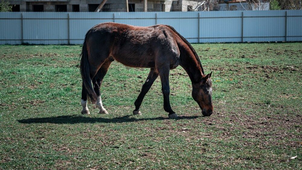 Фотография автора Dmitriy Sotnikov