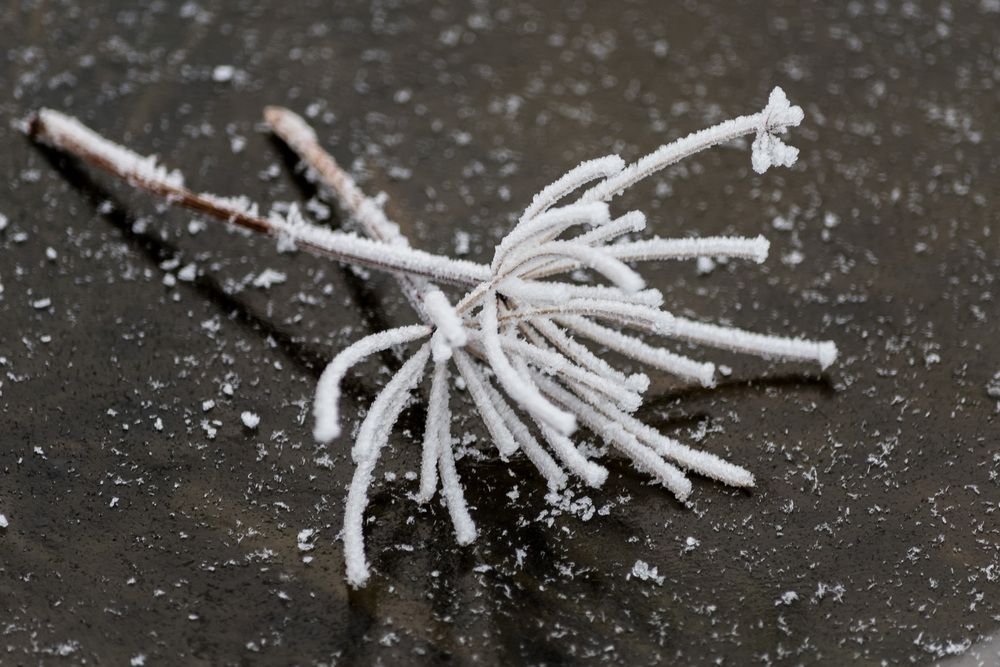 Photograph by Kristina Nutautiene