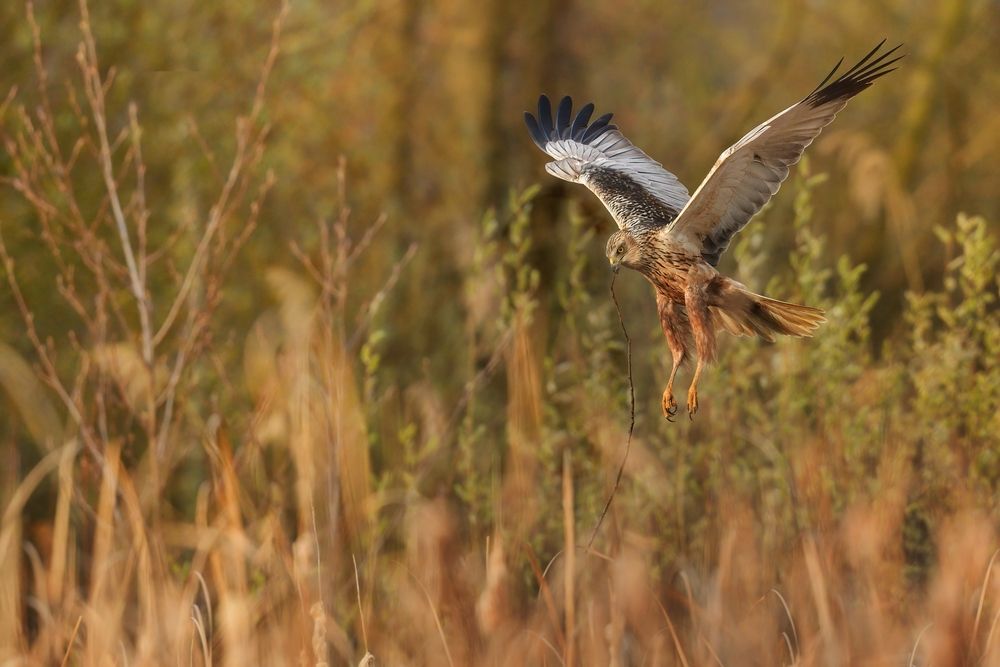 In the reeds
