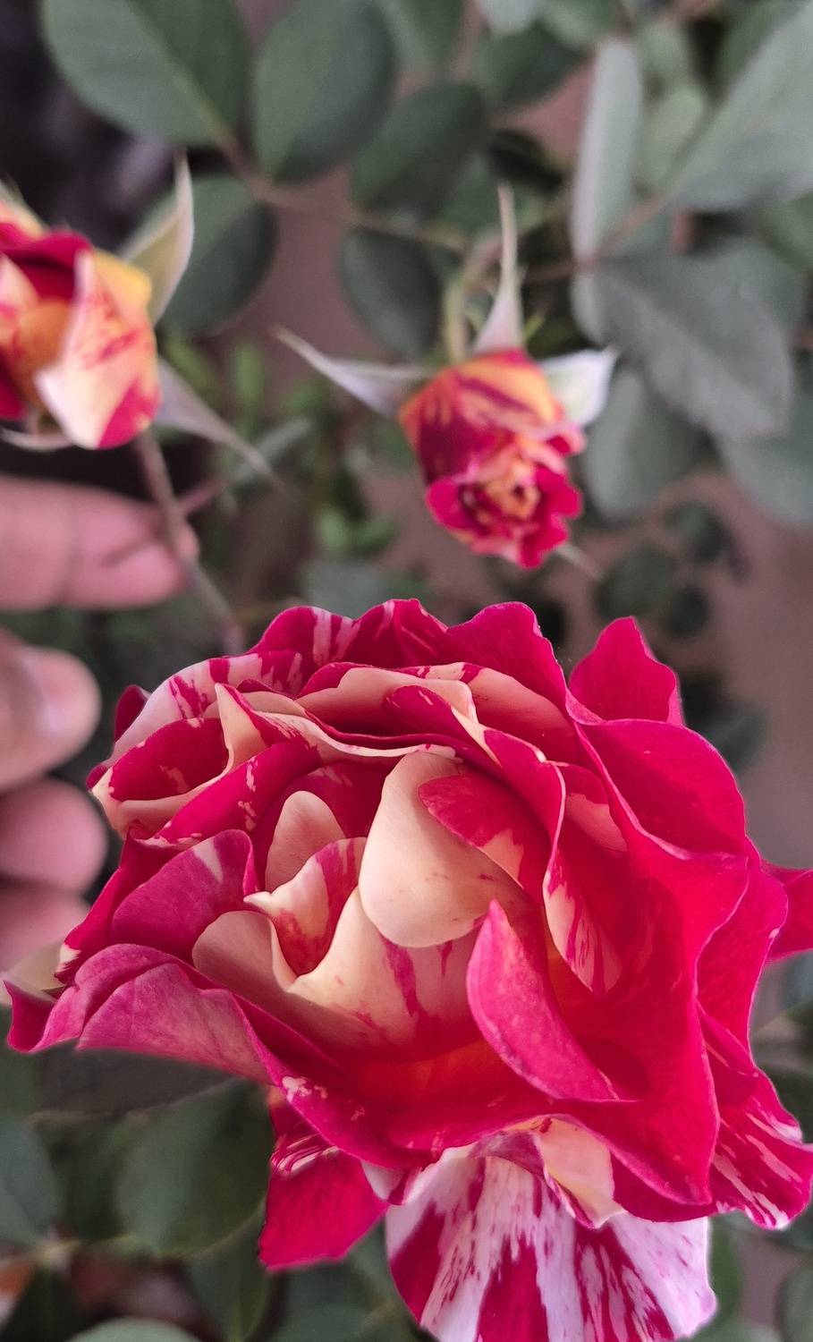 Flower with Love Flower with Love