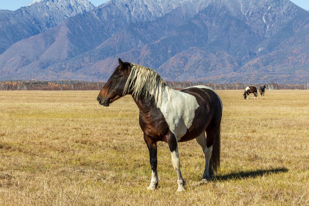 Photograph by Koledova Irina