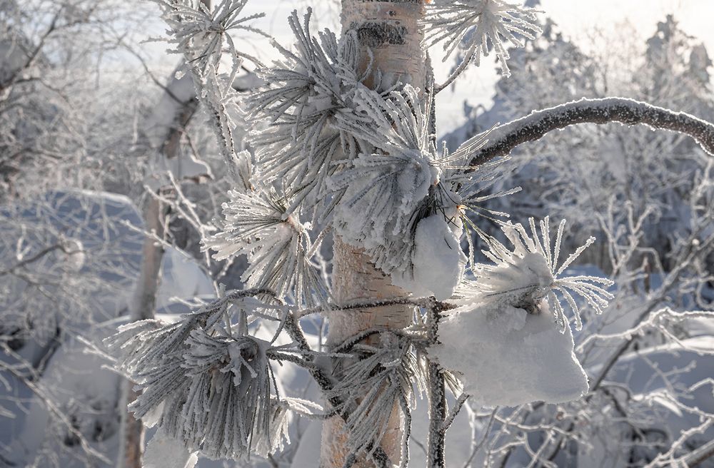 Зимние Астры