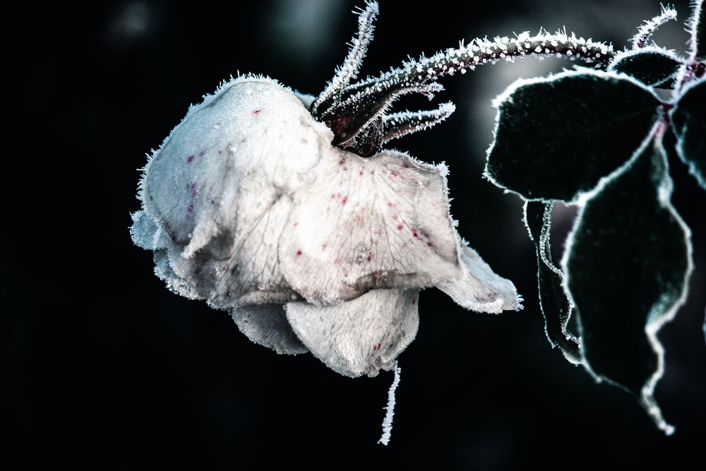 Photograph by Gabi Iurea