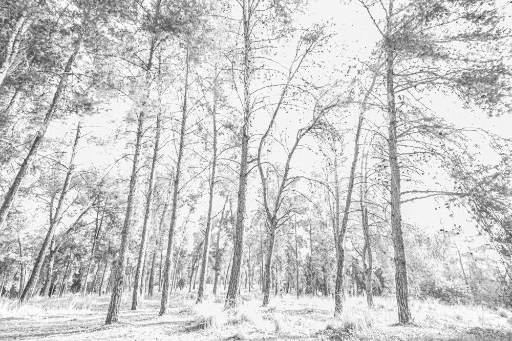 Photograph by esti lahat