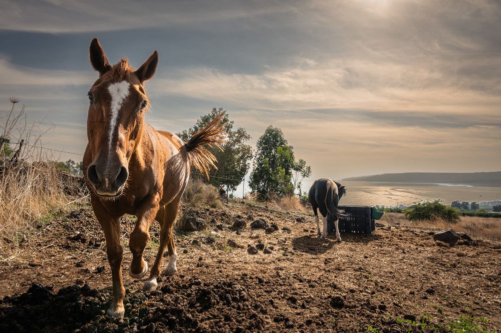 Фотография автора esti lahat