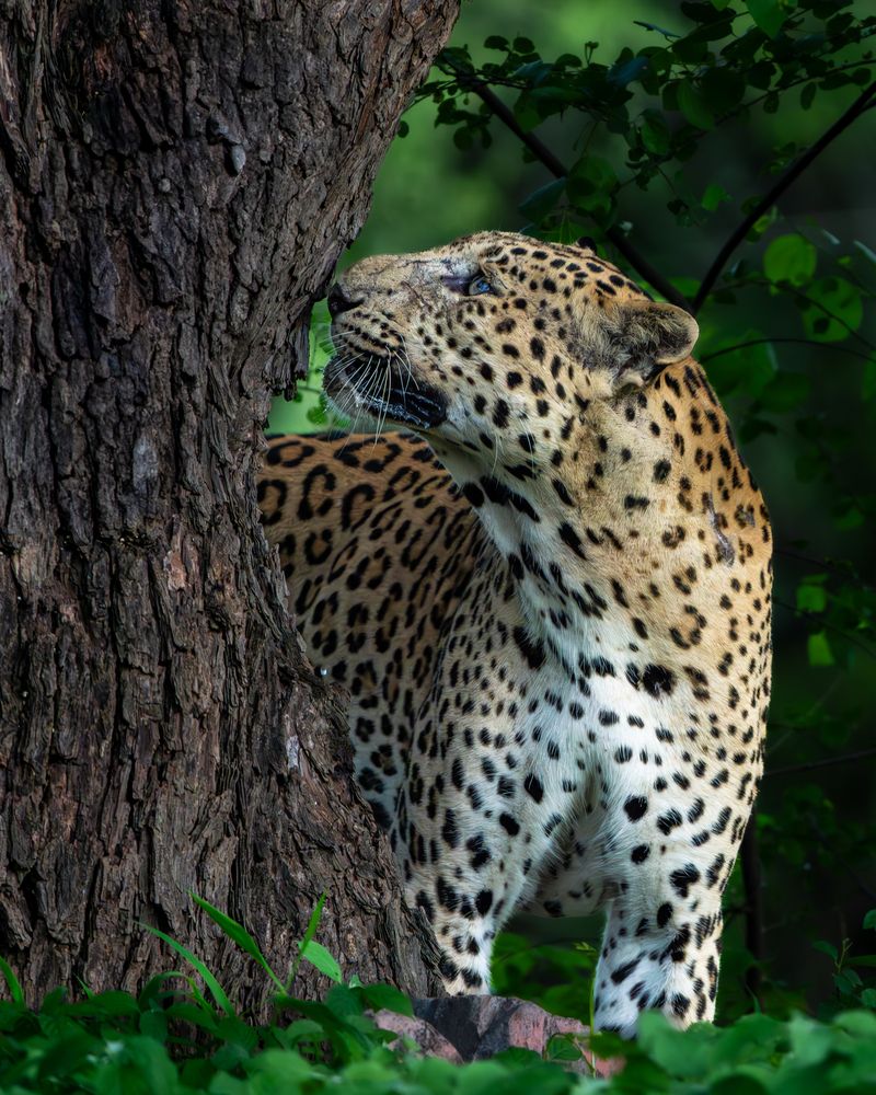 Photograph by Vipin P C