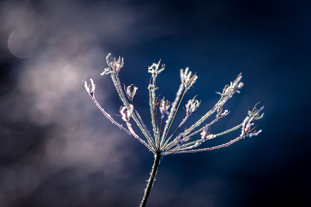 Photograph by Mark Devender