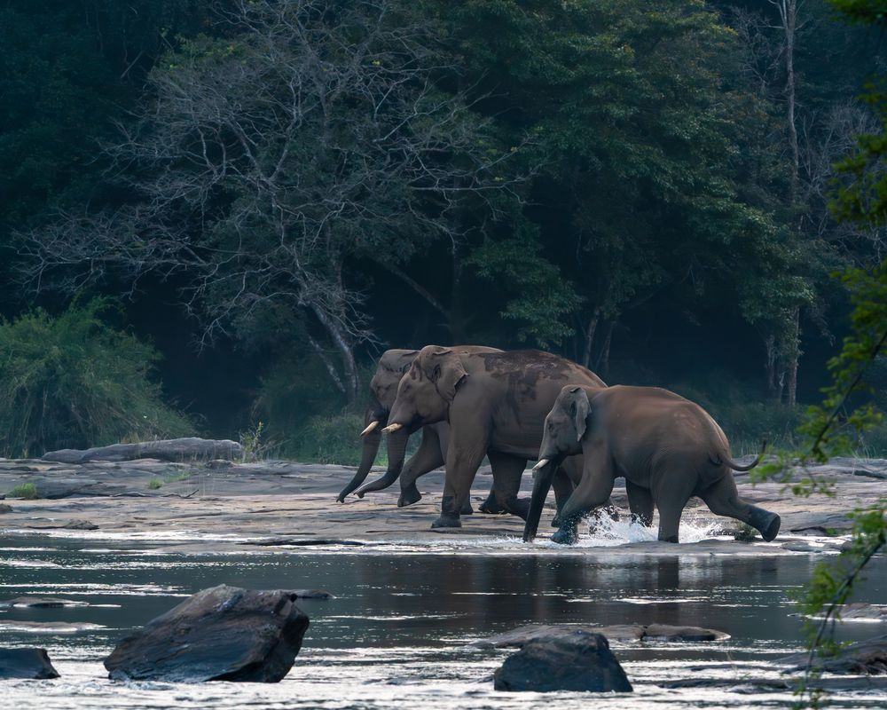 Elephant fight