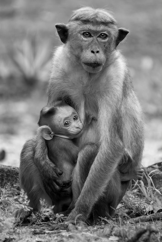 Photograph by Madusha Gamage