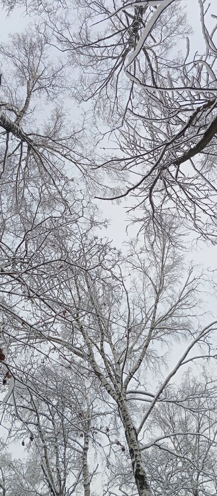 Photo #13031130