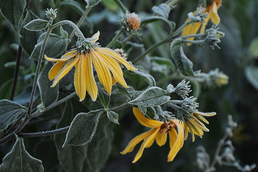 Фотография автора Ольга Пушленкова