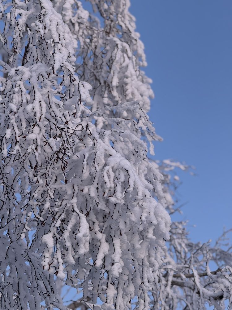 Фотография автора Елена Меньшикова
