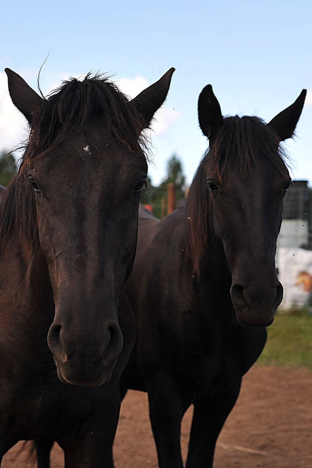 Фотография #13031279