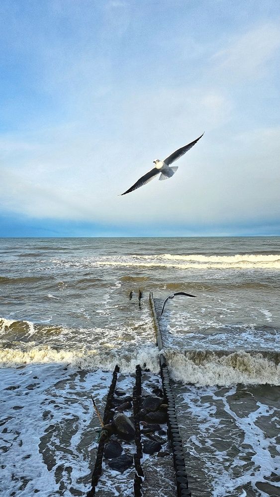 Чайки над Балтикой.