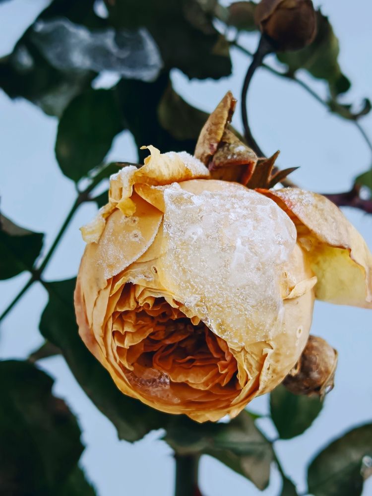 Морозная роза