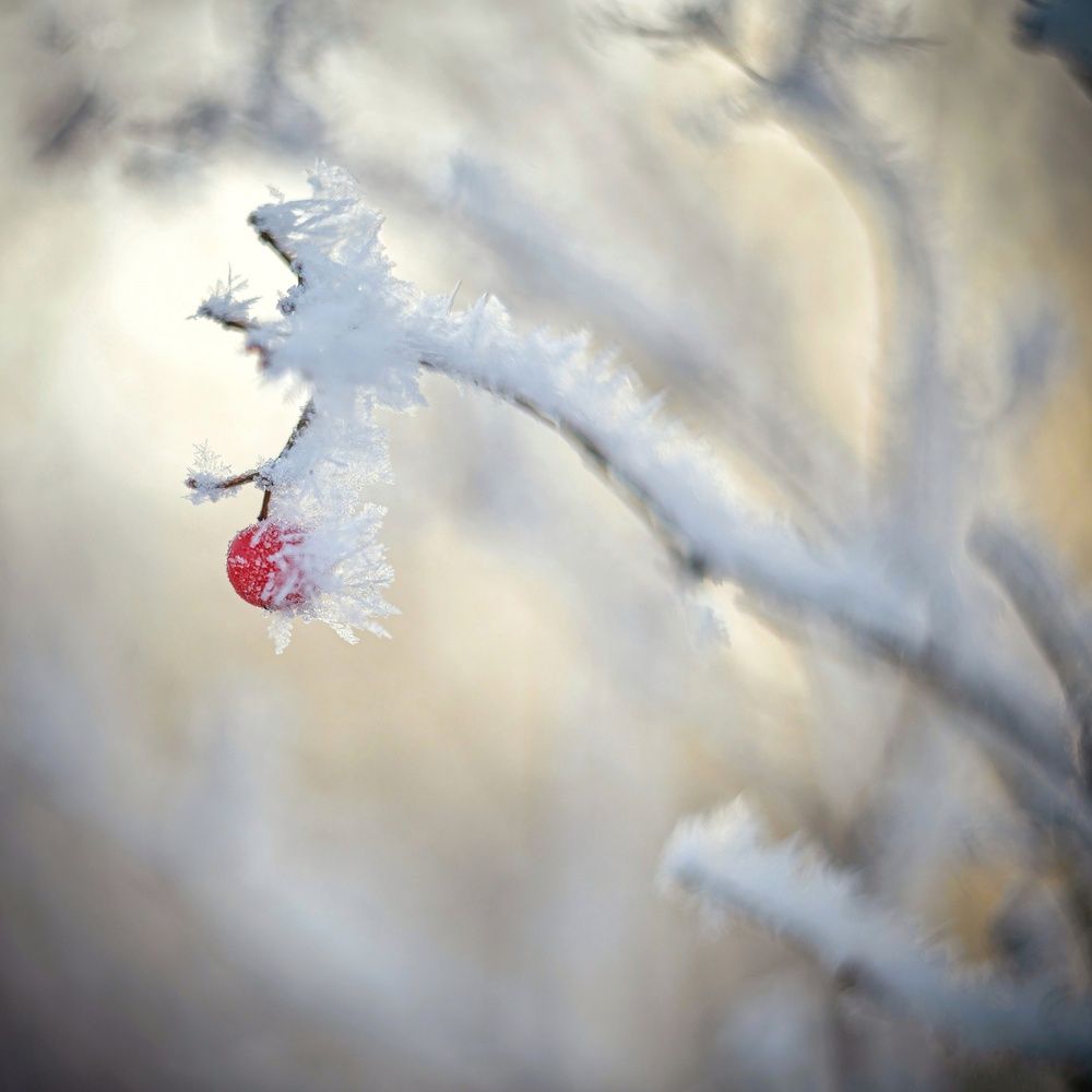 Фотография автора NIKOLAY KALININ