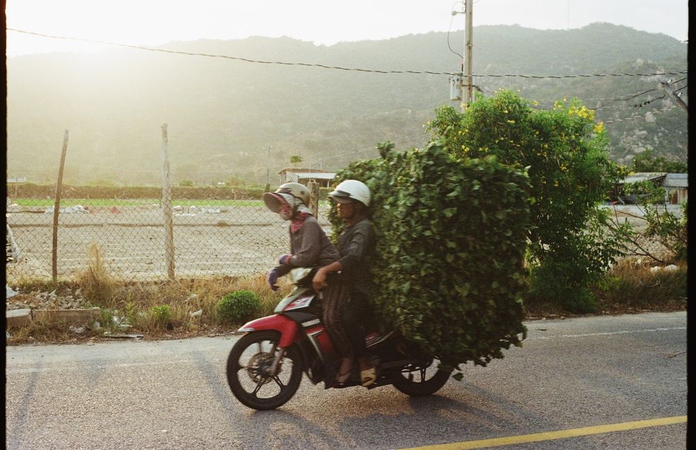 Behind the bush