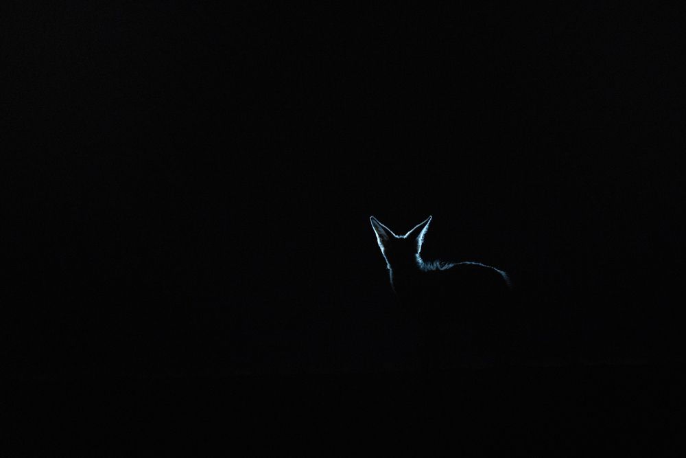 Photograph by Caesar Sengupta