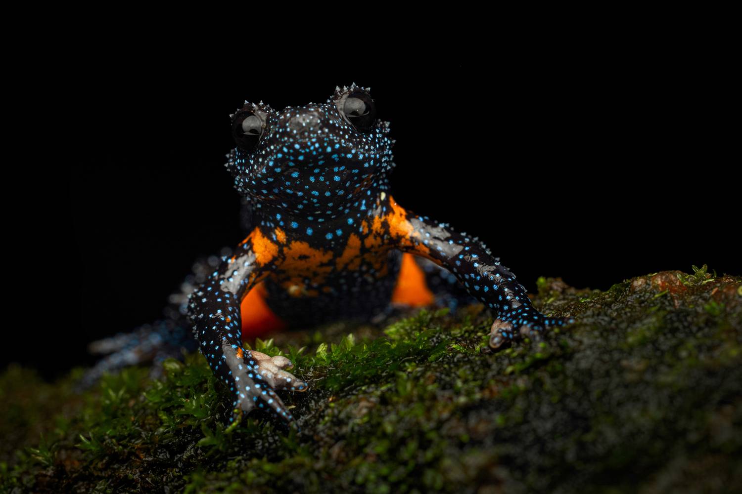 Фотография #13031475