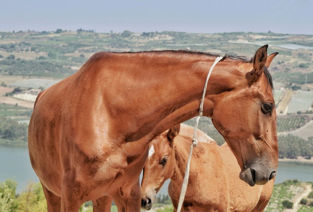 Photograph by Vincenzo Tedesco