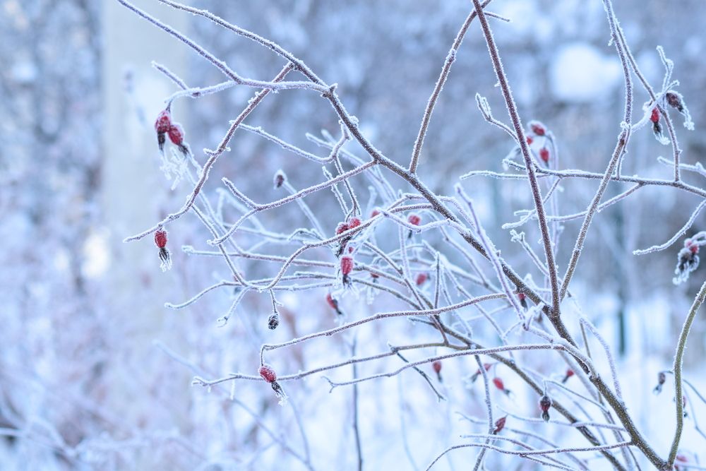 Photograph by Albina Rahimova