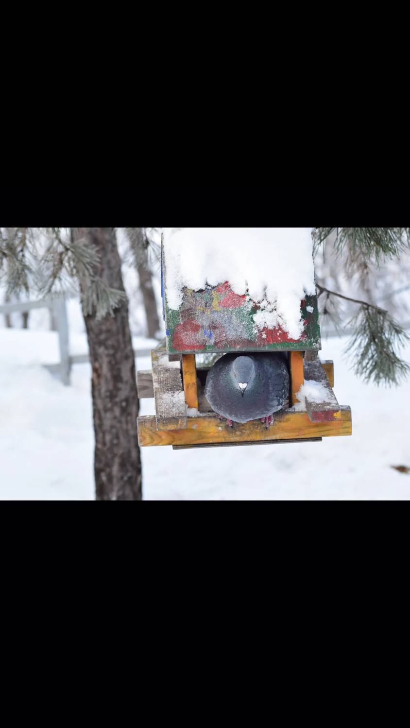 Photo #13031547