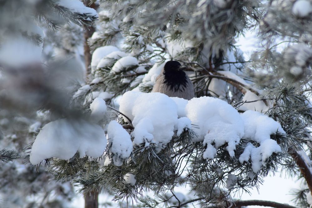 Photograph by Альбина Рамилевна