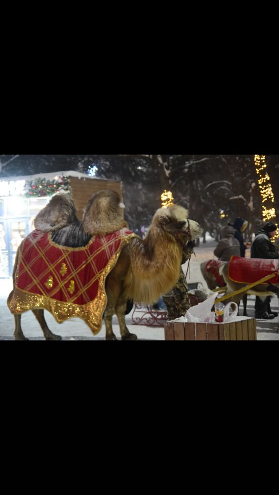 Photograph by Albina Rahimova