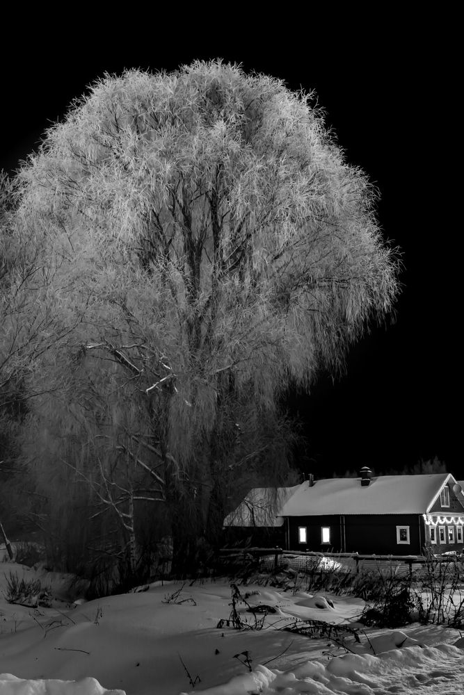 ОГРОМНАЯ ВЕТЛА В ИНЕЕ