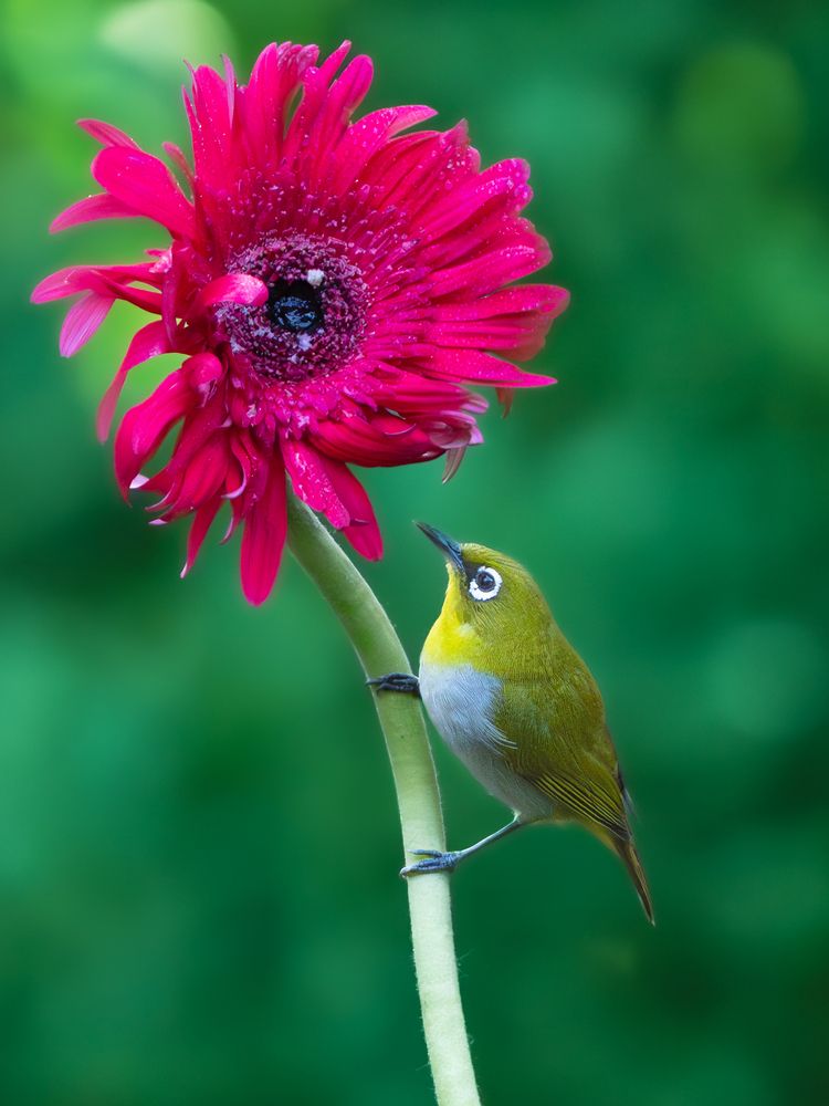 Photograph by Vipin P C