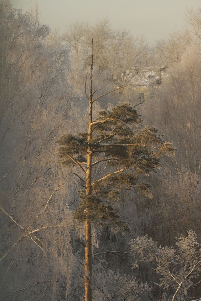 Фотография автора Полина Ишкина